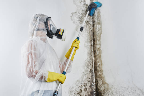 Best Residential Mold Remediation in Fayetteville, AL