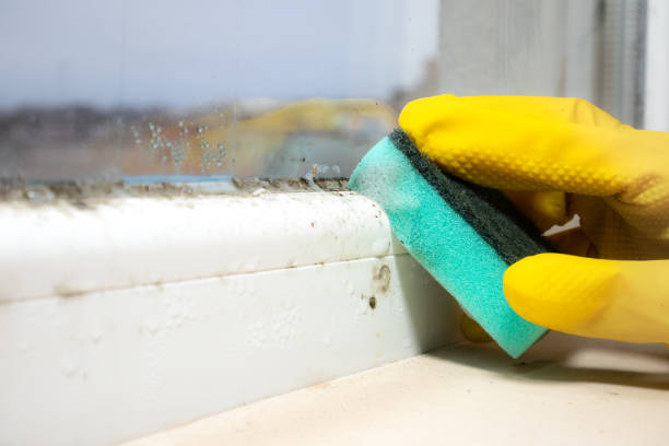 Best Kitchen Mold Remediation in Fayetteville, AL